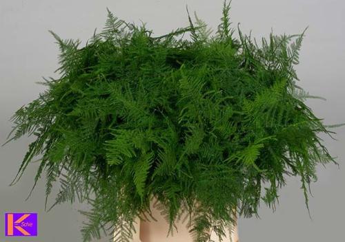 Asparagus setaceus overig