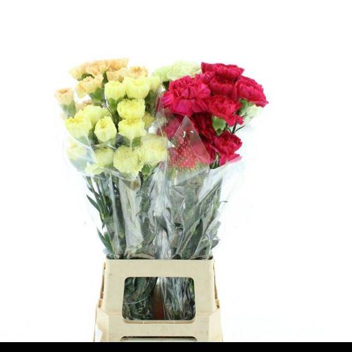 Dianthus standaard gemengd