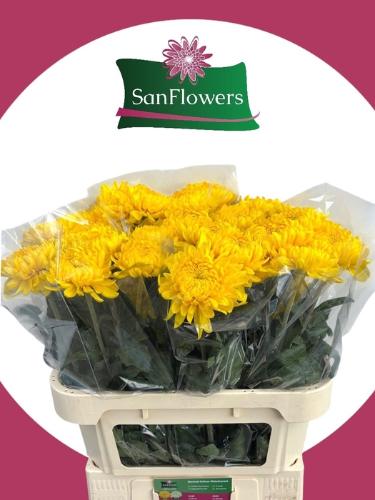 Chrysanthemum geplozen kas 'Alec Bedser'