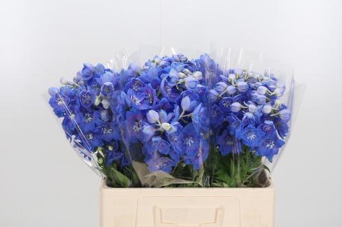 Delphinium Elatum Grp dubbelbloemig 'Delphi's Morninglight'