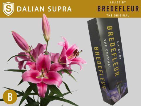 Lilium Oriental x Trumpet Grp 'Dalian'