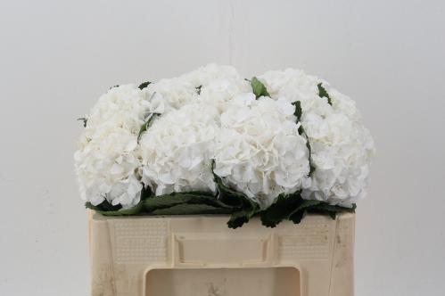 Hydrangea macrophylla Allure