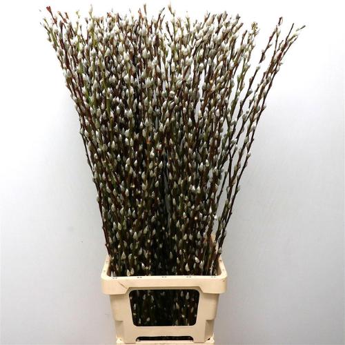 Salix caprea 'Snow Flake'