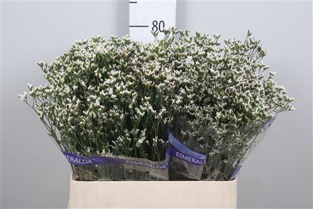 Limonium sinensis White Lace
