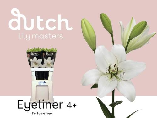 Lilium Aziatische Grp 'Eyeliner'