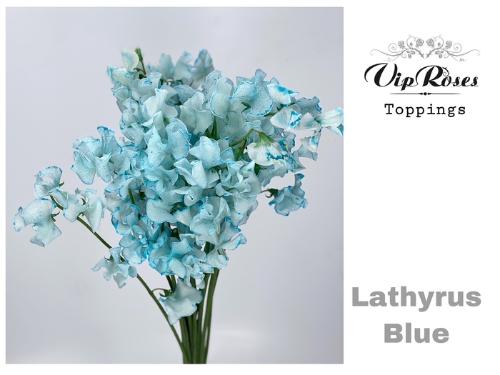 Lathyrus odoratus (Spencer Grp) Parfum Kleurbehandeld H%