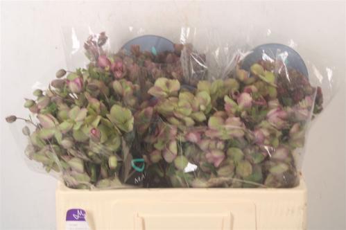 Helleborus Mammoth gemengd in fust