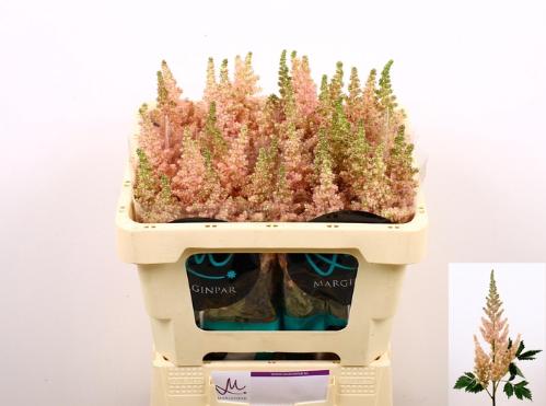 Astilbe chinensis 'Vision Inferno'