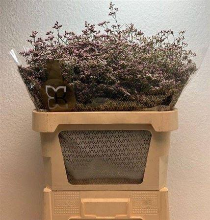 Limonium Safora Oshi Pink