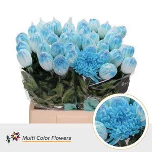 Chrysanthemum (Indicum Grp) geplozen Antonov kleurbehandeld H%