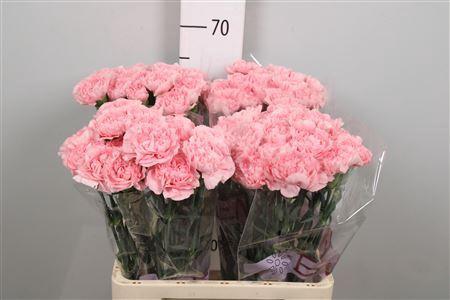 Dianthus standaard Pink Montezuma