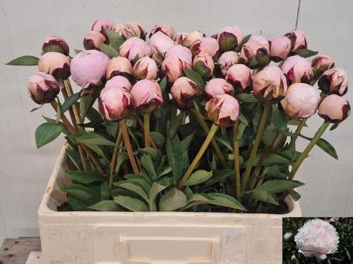 Paeonia Lactiflora Grp 'Reine Hortense'