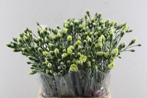 Dianthus tros Rascal Green