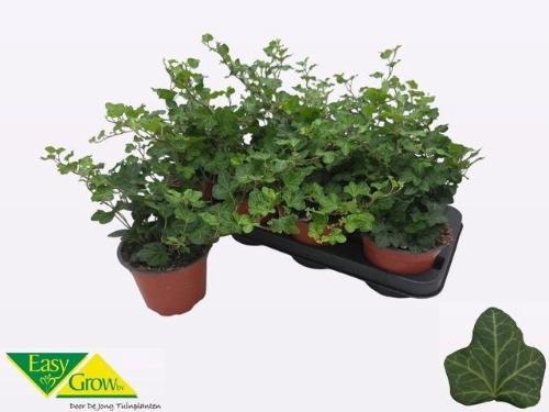 Hedera helix 'Wonder'