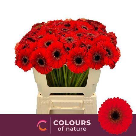 Gerbera mini Nirvana