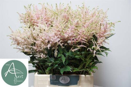 Astilbe Japonica Grp 'Europa'