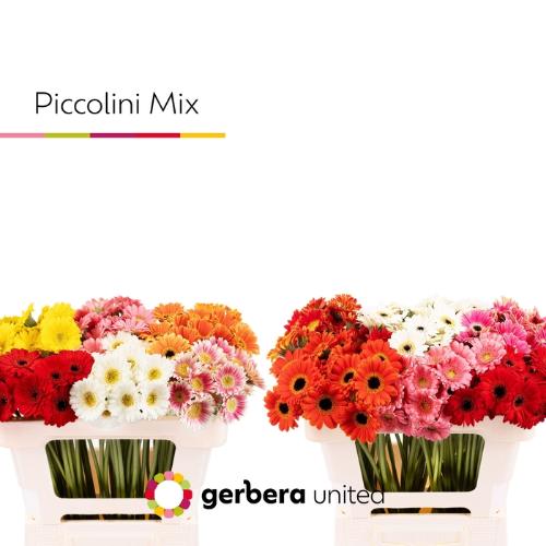 Gerbera mini Piccolini gemengd in fust