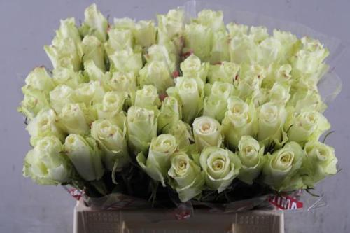 Rosa grootbloemig Athena