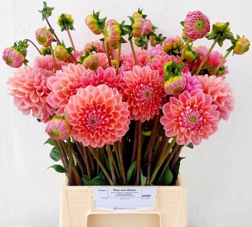 Dahlia 'Linda's Baby'