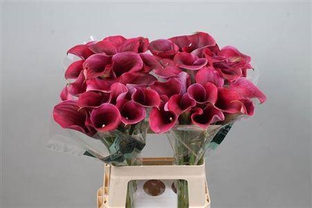 Zantedeschia 'Captain Promise'