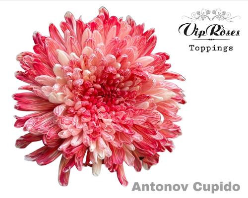 Chrysanthemum (Indicum Grp) geplozen Antonov kleurbehandeld H%