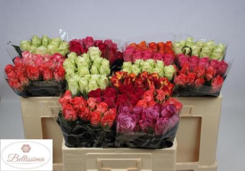 Rosa grootbloemig gemengd in fust