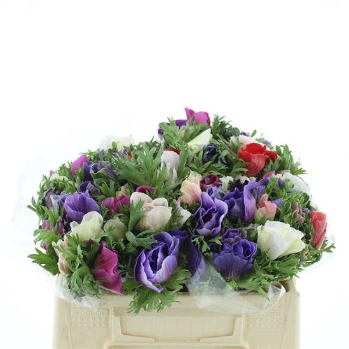 Anemone overig gemengd in bos