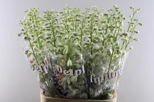 Delphinium dubbelbloemig (Elatum Grp) 'Dewi Impressive White'