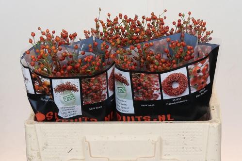 Rosa Floribunda Grp 'Autumn Flush' (rozenbottel)