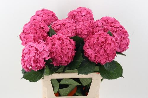 Hydrangea macrophylla Royal Anastasia