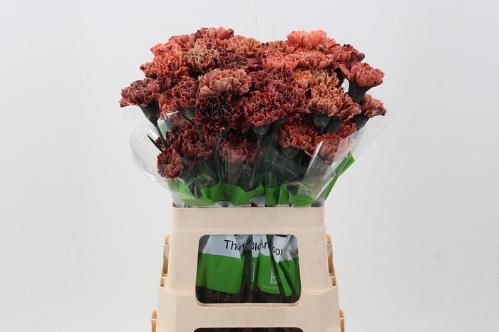 Dianthus standaard kleurbehandeld H%