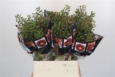 Rosa Autumn Rosefruits