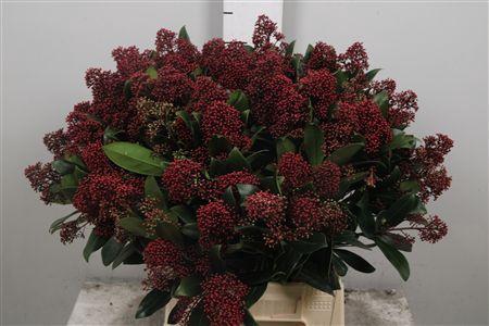 Skimmia per bos japonica 'Rubella'