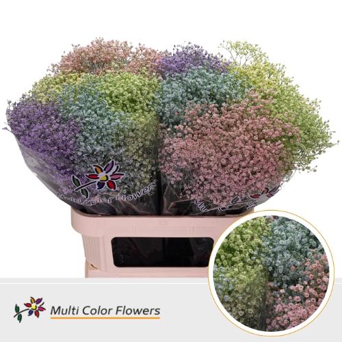 Gypsophila overig kleurbehandeld H%