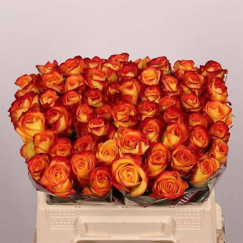 Rosa grootbloemig Firefox