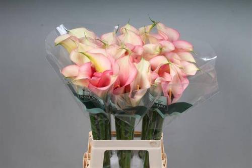 Zantedeschia 'Auckland'