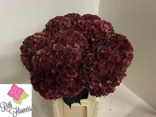 Hydrangea macrophylla Magical Pink Ruby (classic)