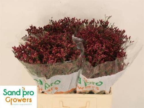 Limonium sinensis Scarlet Diamond