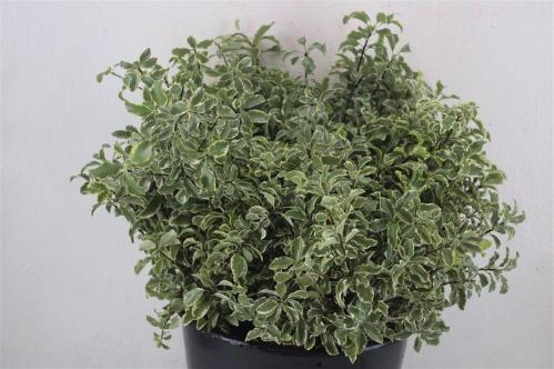 Pittosporum per bos