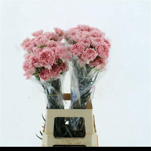 Dianthus standaard Julia