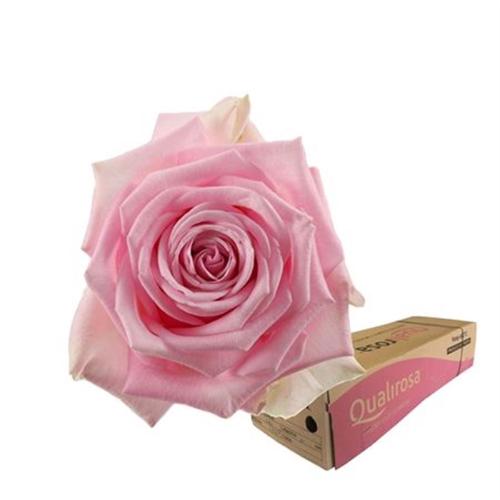 Rosa grootbloemig Heidi!