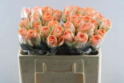 Rosa grootbloemig Barbarella