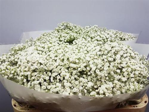 Gypsophila paniculata 'Million Stars'