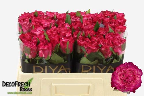 Rosa grootbloemig Enchantment