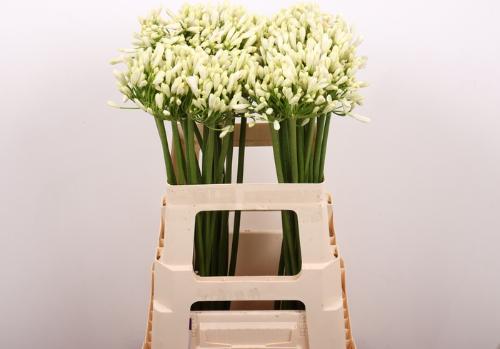 Agapanthus 'Gletsjer'