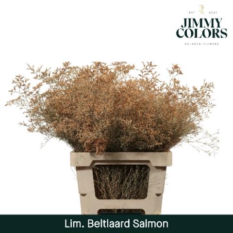 Limonium overig kleurbehandeld H%
