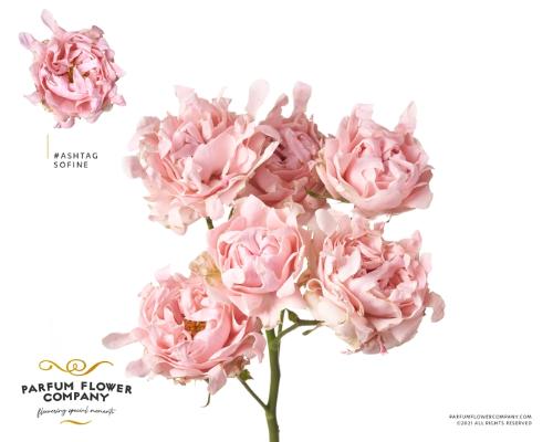 Rosa tros #Sofine