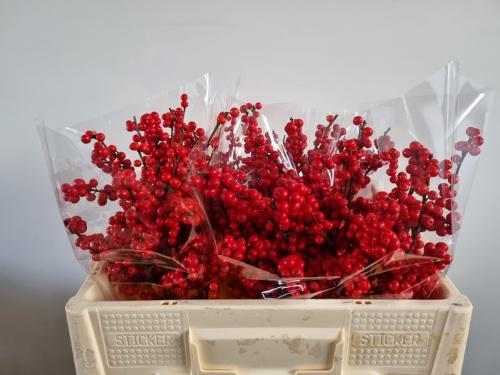 Ilex verticillata