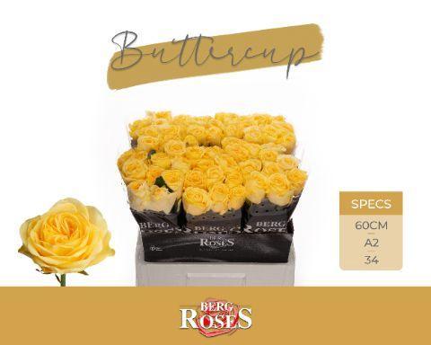 Rosa grootbloemig Buttercup