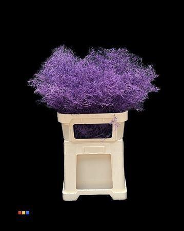 Limonium overig kleurbehandeld H%